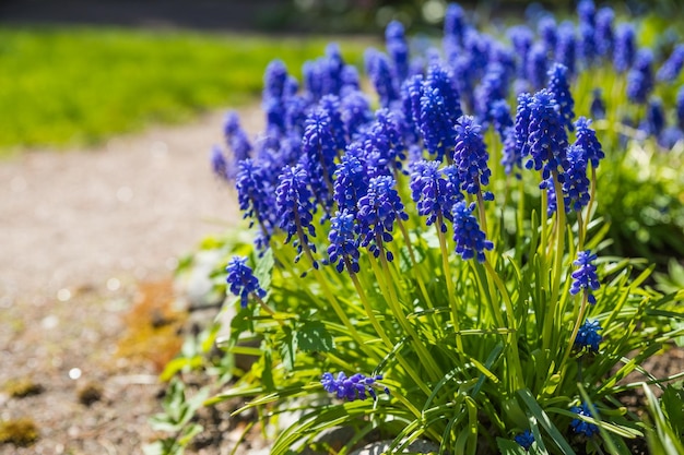 Little spring blue muscari flowers bloom outdoors on a sunny daymuscari armeniacum ornamental spring