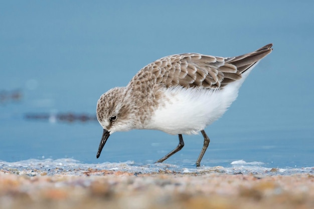 Little stint Calidris minuta Malaga Spain