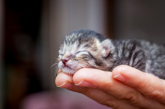 Little striped kitten sleeping on her hand in  woman. A woman shows love for animals