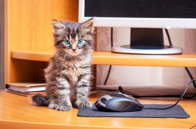 A little striped shaggy kitten with blue eyes sits near the computer. Kitten near a computer mouse