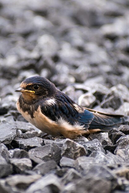 Photo little swallow resting on black pebbles hirundo