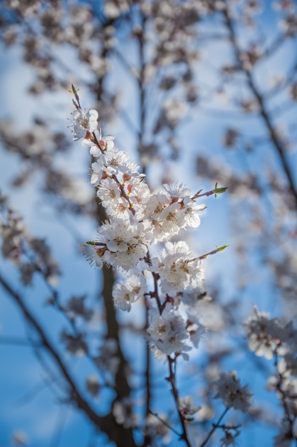 Little thin Apricot tree branch with flowers