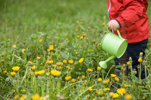 Little toddler in red jacket standing on green grass and watering dandelions from toy watering can