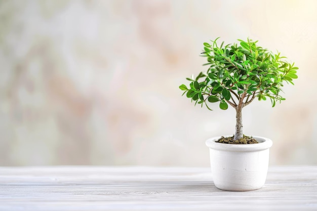 Photo little tree in little potplant decoration in home or office