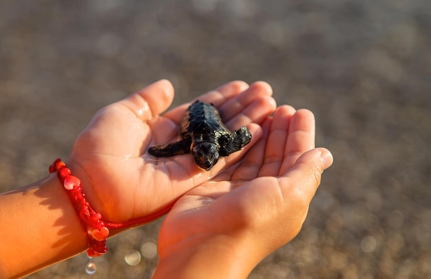 Little turtle on the seashore in the hands of a child. Selective focus.