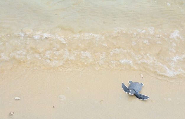 Little turtle on a white beach