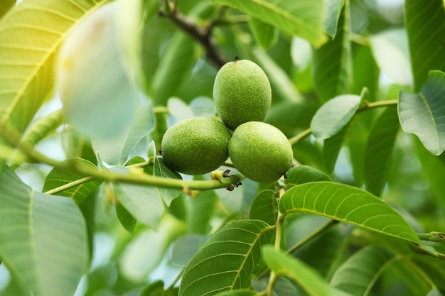 Little walnuts on the walnut tree in Ukraine Green unripe walnuts hang on a branch Green leaves