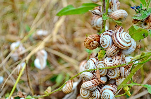 Little white crimean snails on grass 