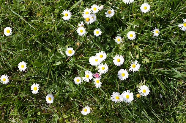 Little white Daisy on bright spring on the field