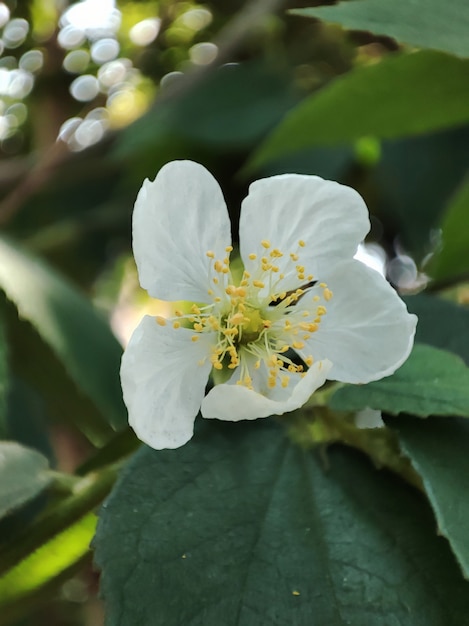 Little White Flower Close Up View