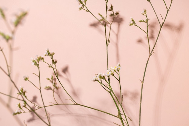 Little white flower detail of a gipsofila flower on pink background with copy space for your design ...