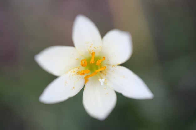 Little white flower