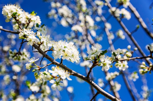 Little white flowers on a tree. Blooming plum tree on a wall of blue sky. Close-up.