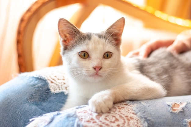 Little white kitten in the arms of a girl