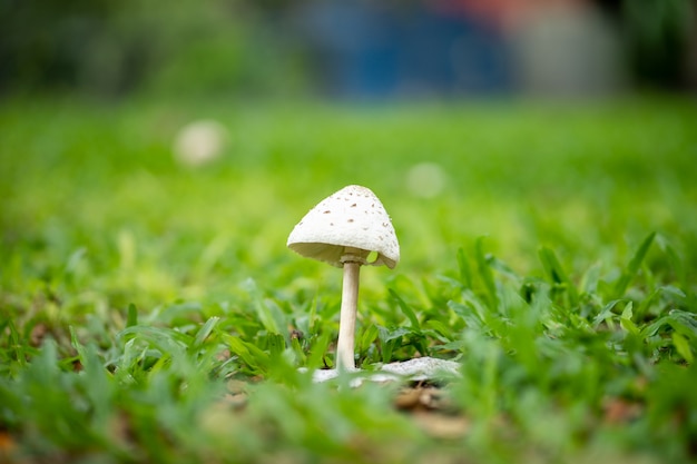 A little white mushroom is growing on the ground among the green grass in the garden