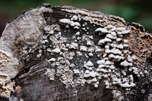 Little white mushrooms on old tree in the forest