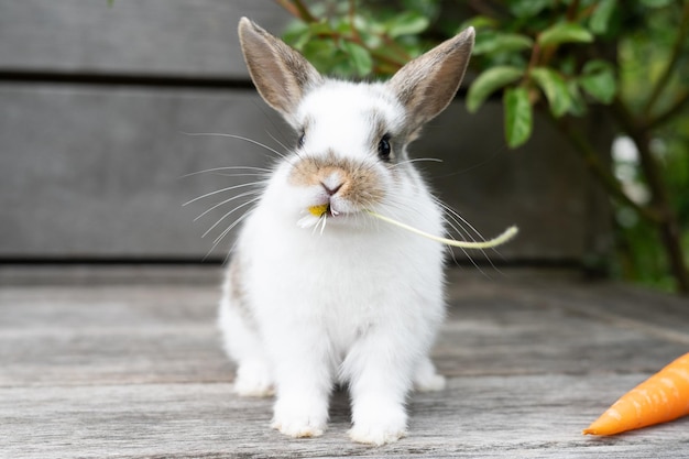 Little white rabbit eating flower on wooden background Easter concept