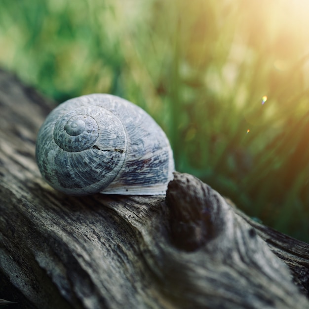 Photo            little white snail on the ground in the nature  