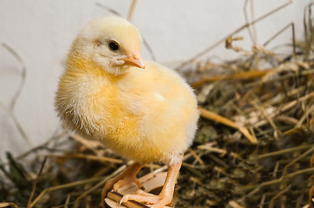 Photo little yellow chick sits in dry grass on a farm