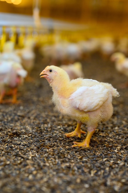 Little yellow chicken in the farmyard Chick with the first real feathers Chick on the ground in bokeh effect