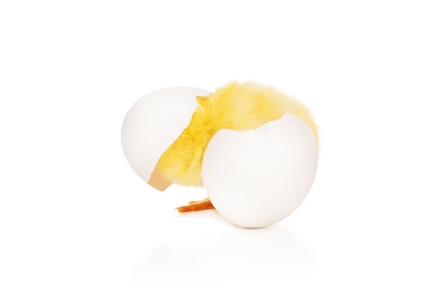 Little yellow chicken has just hatched from an egg, with a shell on its head, isolated on a white background