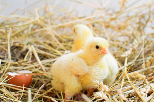 Photo little yellow chicks from domestic hens in the hay