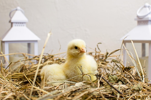 Photo little yellow chicks from domestic hens in the hay