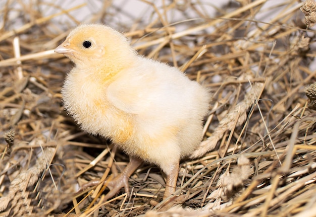 little yellow chicks from domestic hens in the hay