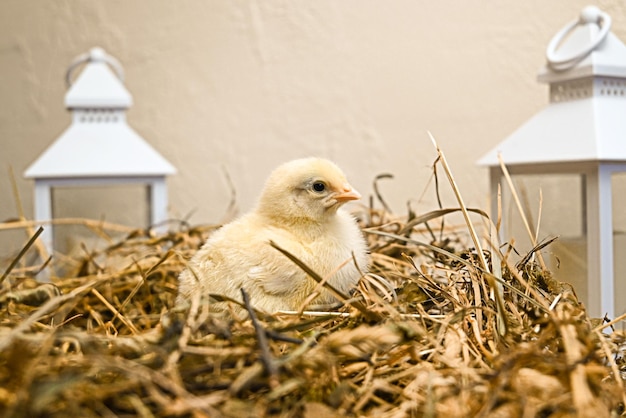 Photo little yellow chicks from domestic hens in the hay