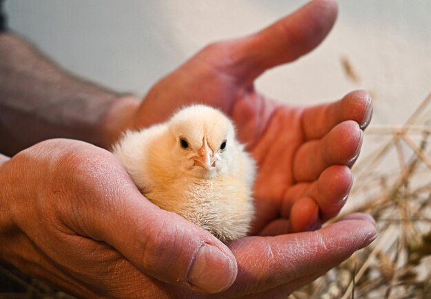 Little yellow chicks in rough male hands