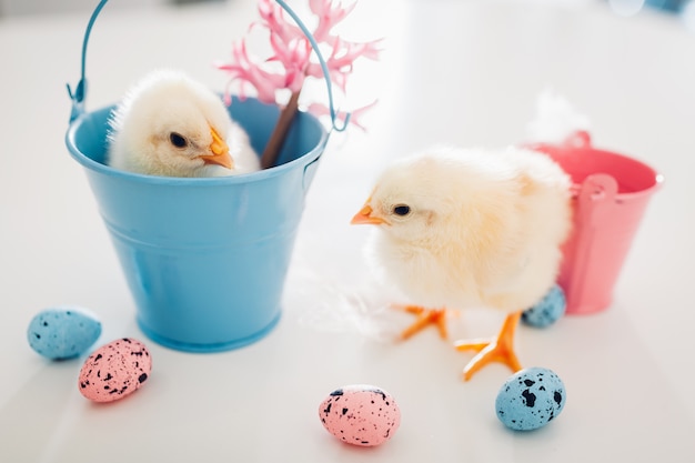 Little yellow chicks sitting in bucket, another walking among flowers and Easter eggs