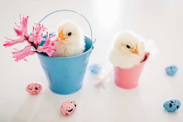 Little yellow chicks sitting in buckets among flowers and Easter quail eggs