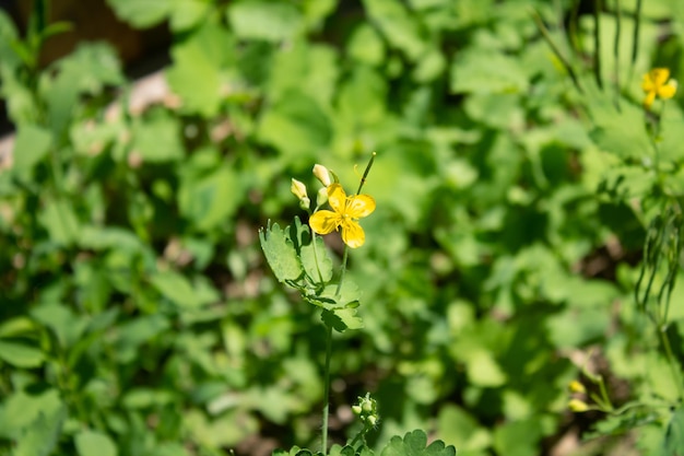 Little yellow coltsfoot flower with grass