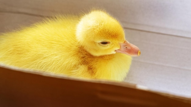 Little yellow duckling in a cardboard box in sunny weather