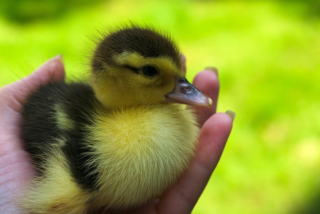 Little yellow duckling in hands against the background of green grass