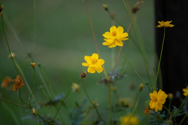 Little yellow flower