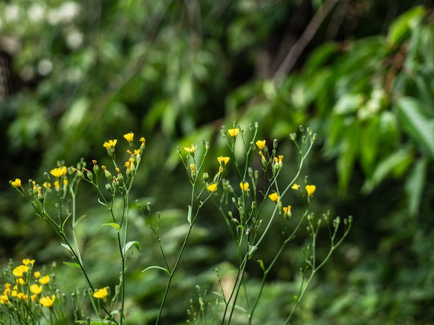 Little yellow flowers against green back ground