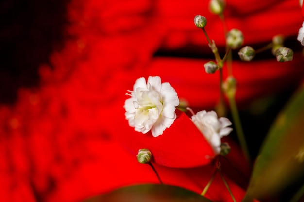 Live beautiful flowers closeup Flowers with large petals