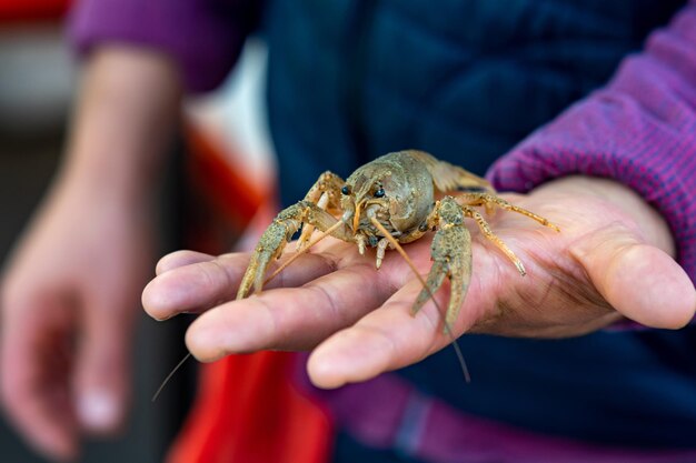 Live crayfish on the arm of a fishmonger at a fish market