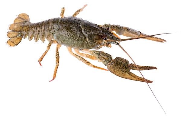 Live crayfish isolated on white background clipping path