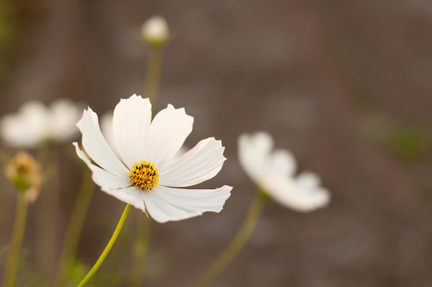 A live daisy flower with a blurred background