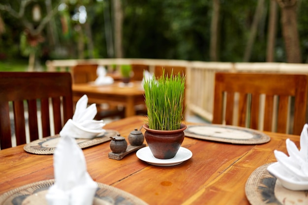 Live grass in a small pot decorating a wooden table outside in an eco restaurant