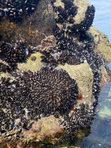 Live mussels on the rocks on the coast of Galicia in Spain. Mussels from La Coruna in Galicia