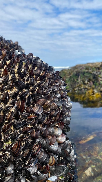 Live mussels on the rocks on the coast of Galicia in Spain. Mussels from La Coruna in Galicia