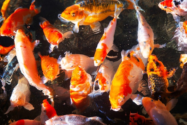 Lively and colorful Japanese Carp fish in a lovely Koi pond in a garden. Vibrant Chinese Fancy Carp fish swimming merrily in the clear water.