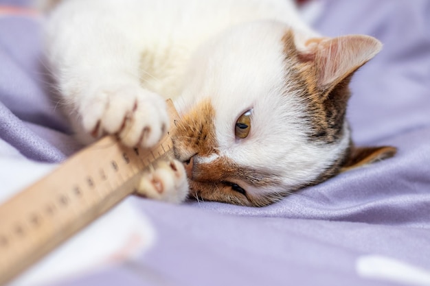 Lively playful cat lying in bed and playing with a ruler