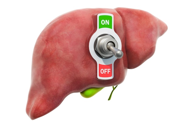 Liver disease concept Human liver with toggle switch 3D rendering