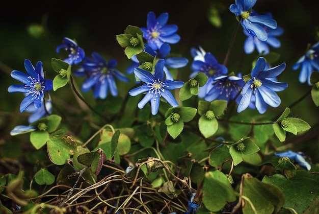 Photo liverleaf (hepatica nobilis) is early-blooming perennial wildflower in shady woodland spring garden