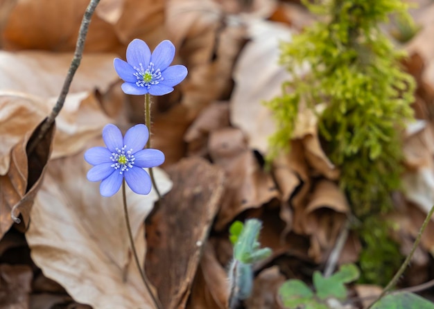 Photo liverwort flowers