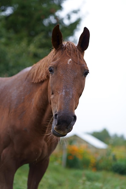 Livestock agriculture beautiful well groomed riding horse brown horses graze in the grass near the v